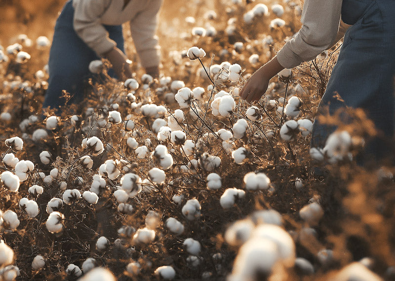 bci cotton better cotton initiative